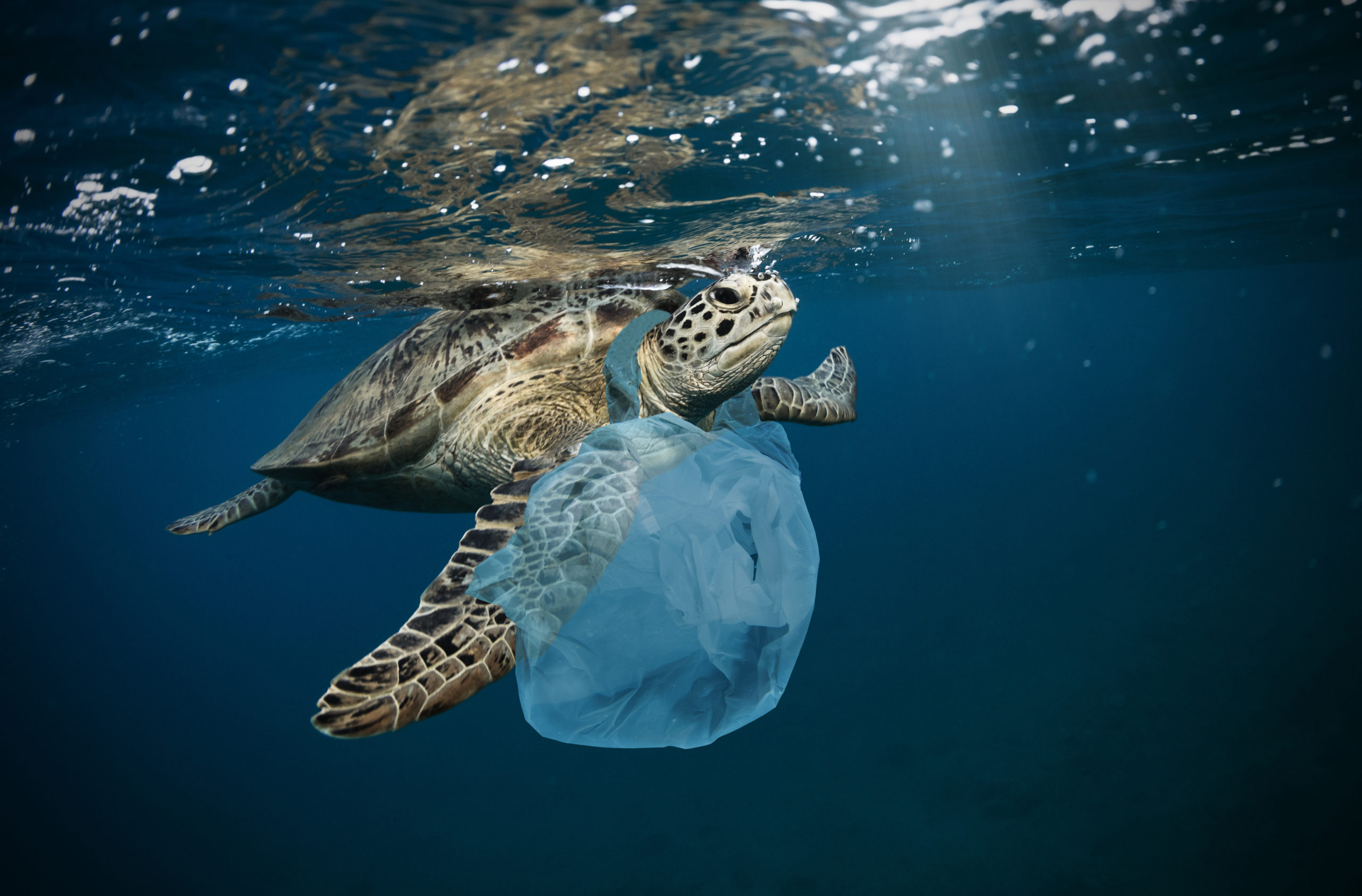 turtle swimming with plastic bag