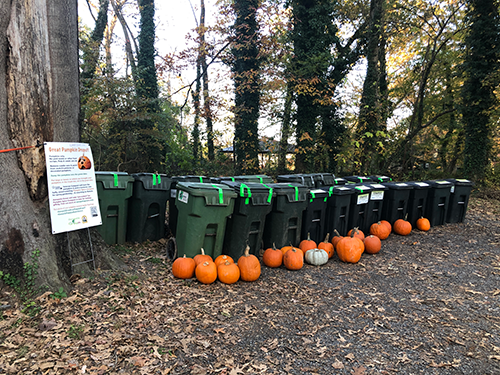 pumpkins & bins at Truxtun Park