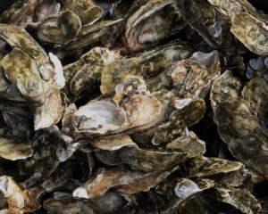 wild oysters