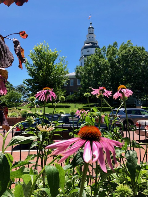 maryland state house view with flowers