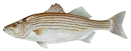 rockfish image from DNR