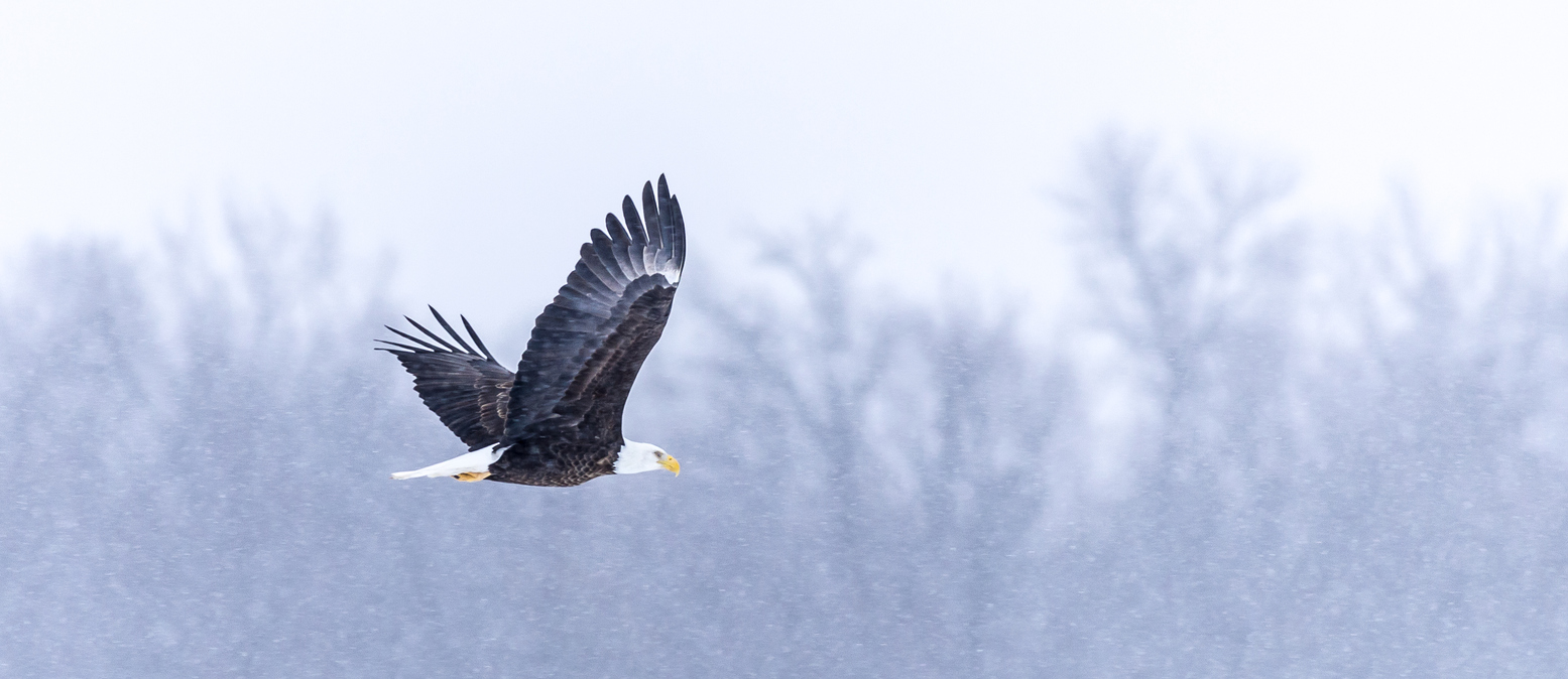 eagle flying over snowy scene