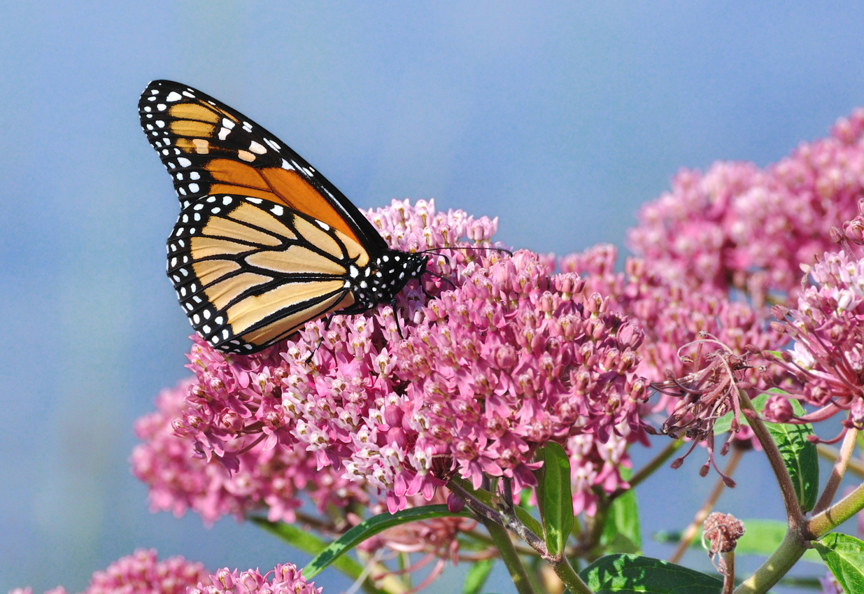 milkweed with monarch butterfly