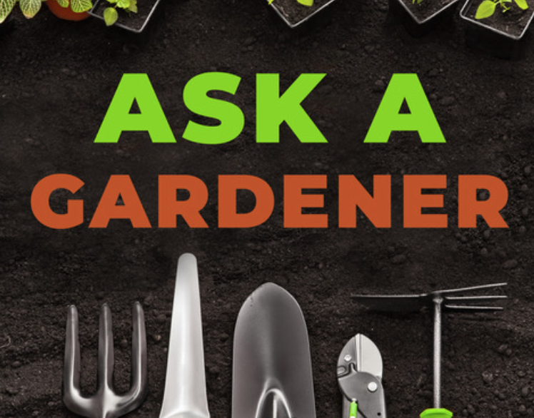ask a gardener