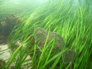 flounder in sea grass
