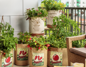 vegetable plants in containers