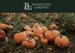 Homestead Gardens Pumpkins