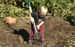 child digging sweet potatoes; Honey's Harvest Farm