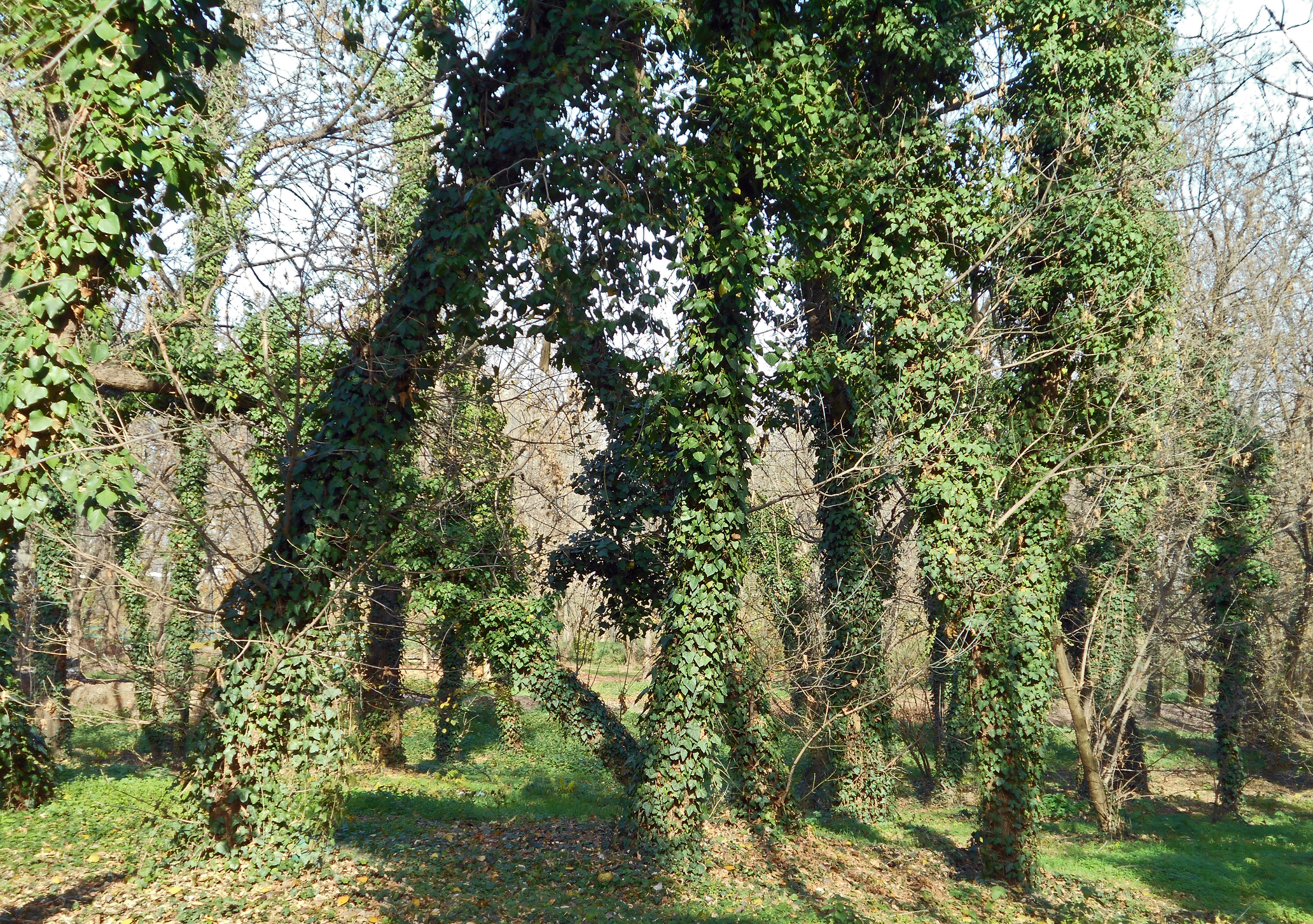 ivy on trees