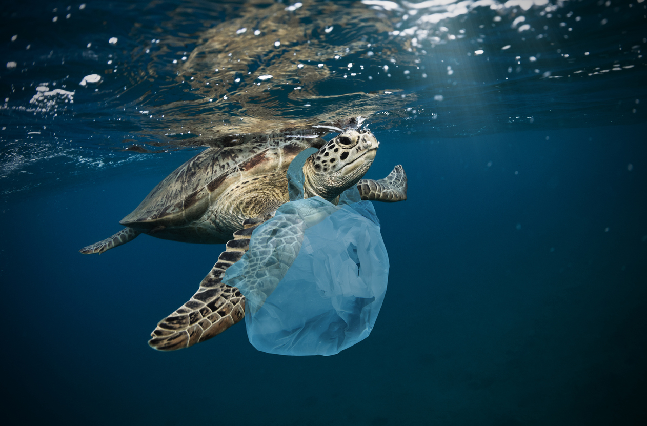 turtle with plastic bag