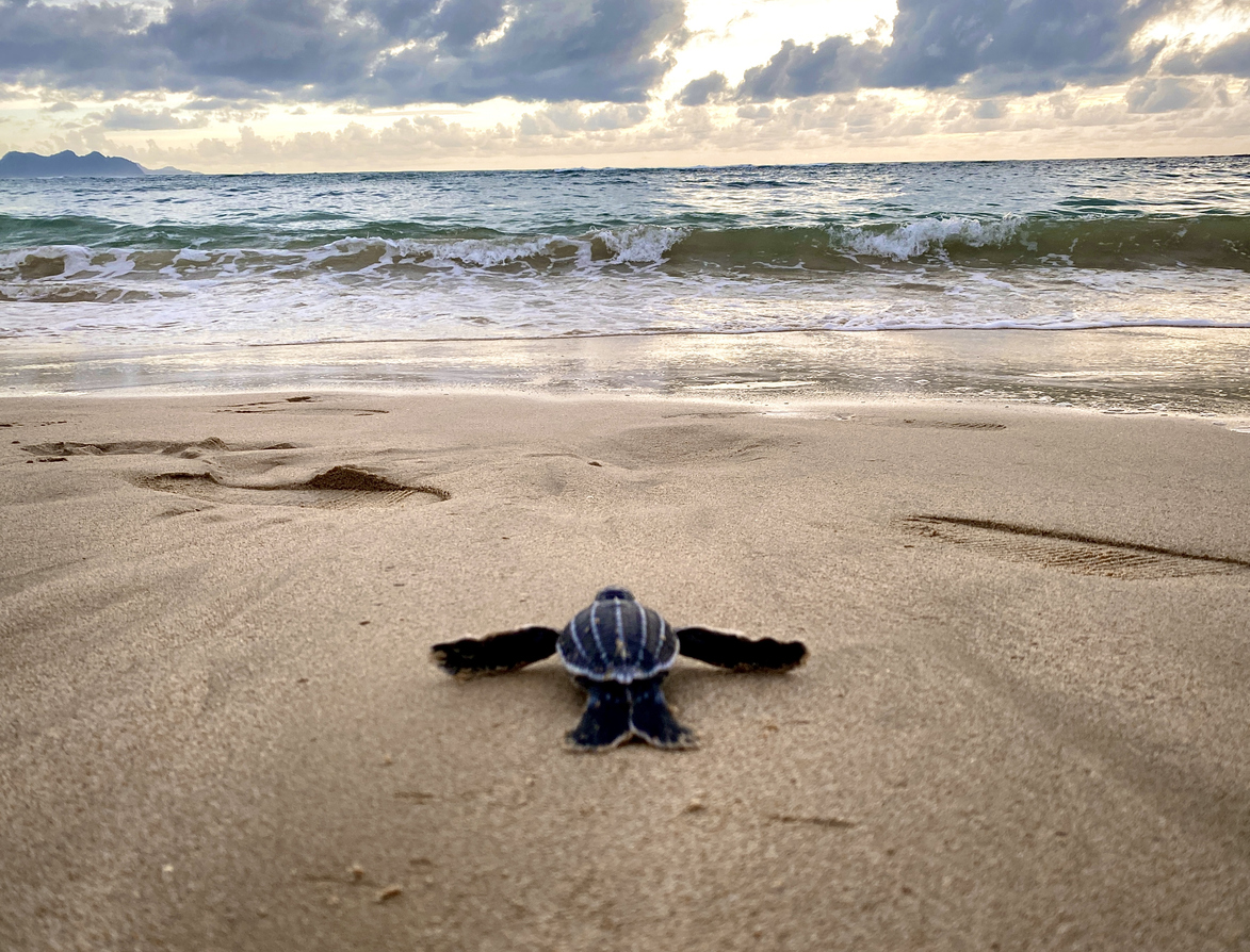 baby turtle heading for ocean