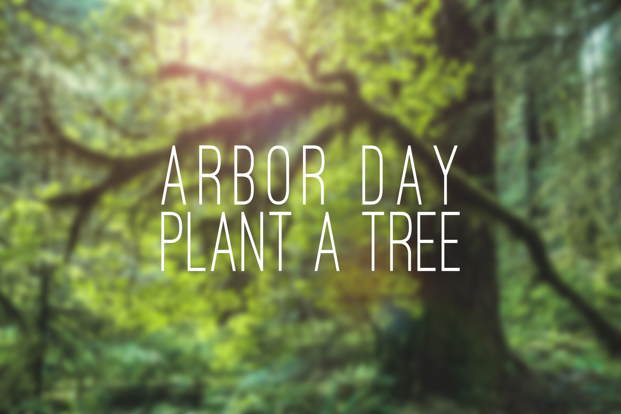arbor day plant a tree