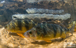 yellow perch photo by Jay Fleming